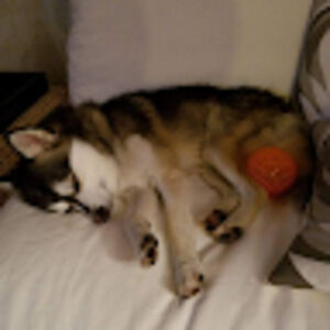 Meet your Posher, Farha khalil